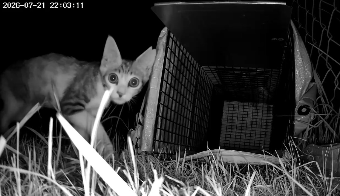 子猫用捕獲器による安全保護
