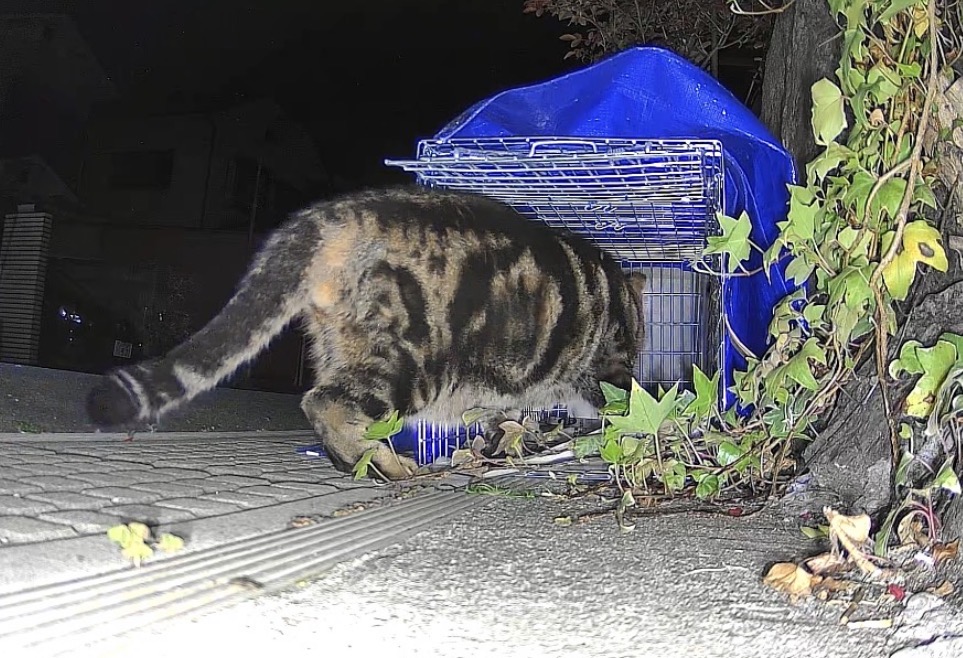 大柄猫用大型捕獲器による保護