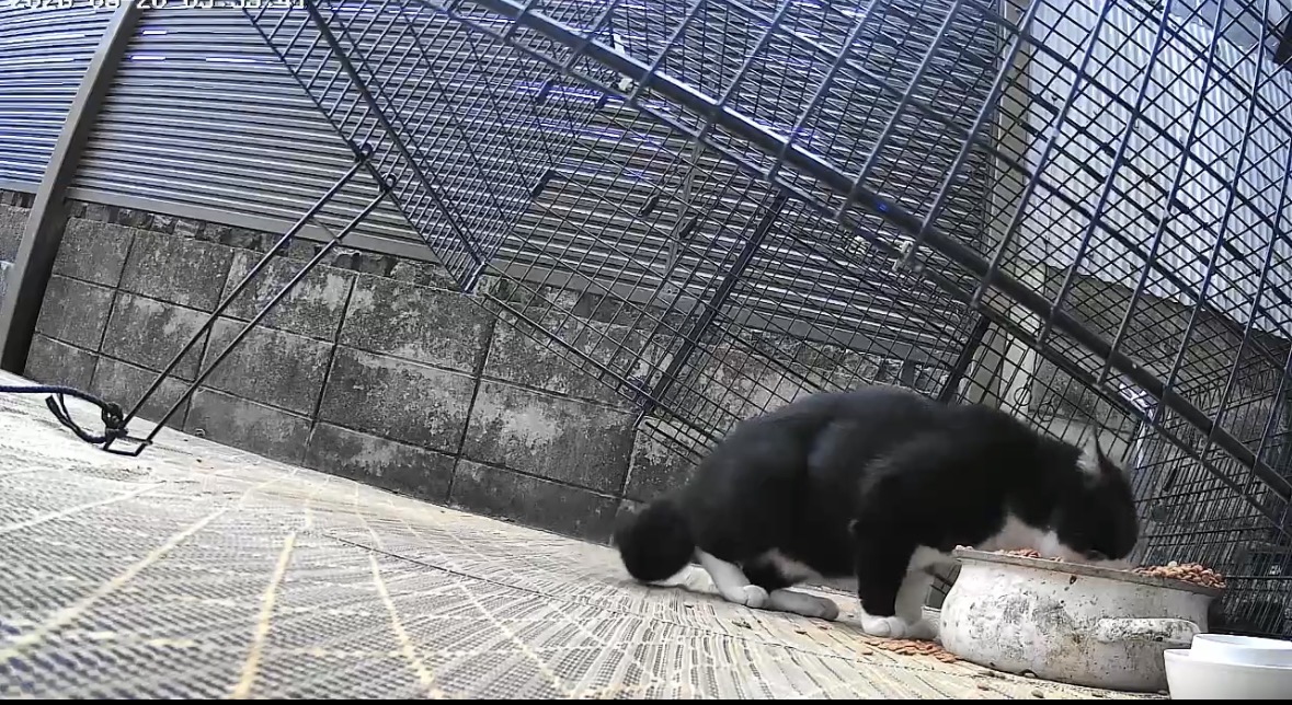 箱型捕獲器を警戒する猫に対応するドロップ式捕獲機