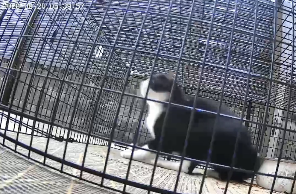 ドロップ式捕獲機により無傷で安全保護された猫