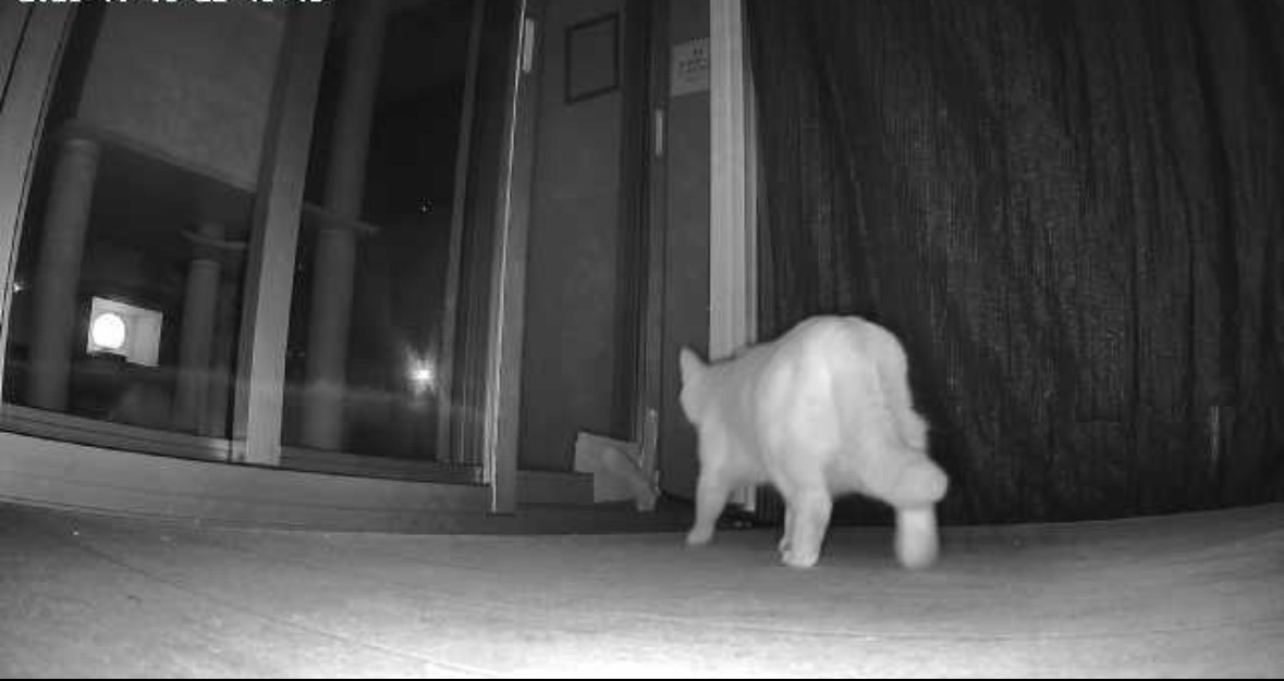 自宅誘導でテラスに現れた猫