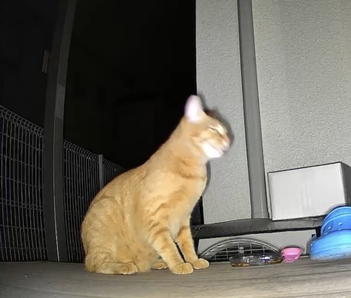 自宅誘導でテラスに現れた茶トラ猫