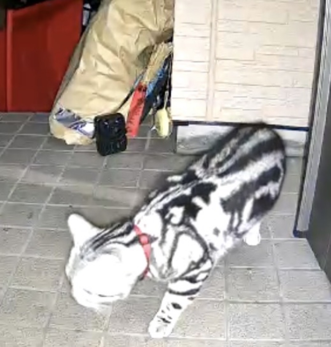 自宅誘導で玄関ドア前に戻ってきた猫