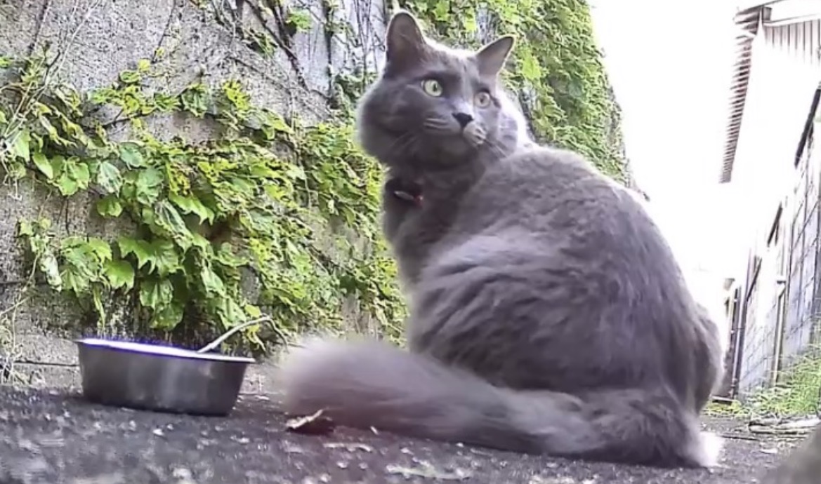 捕獲器の動線上に現れた長毛猫