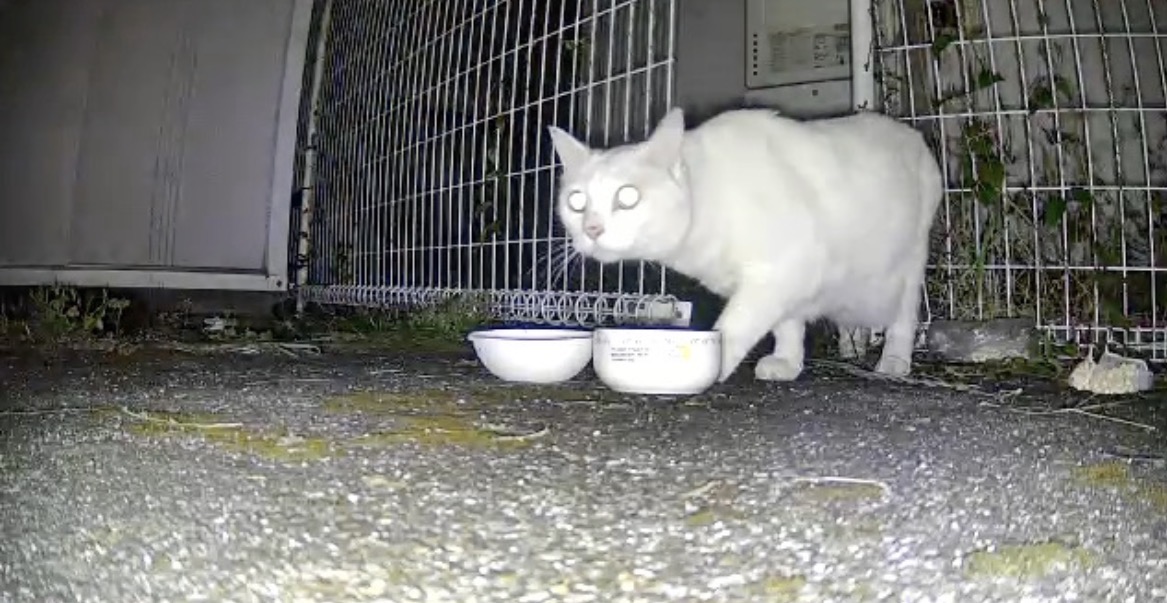 動線上に現れた白猫