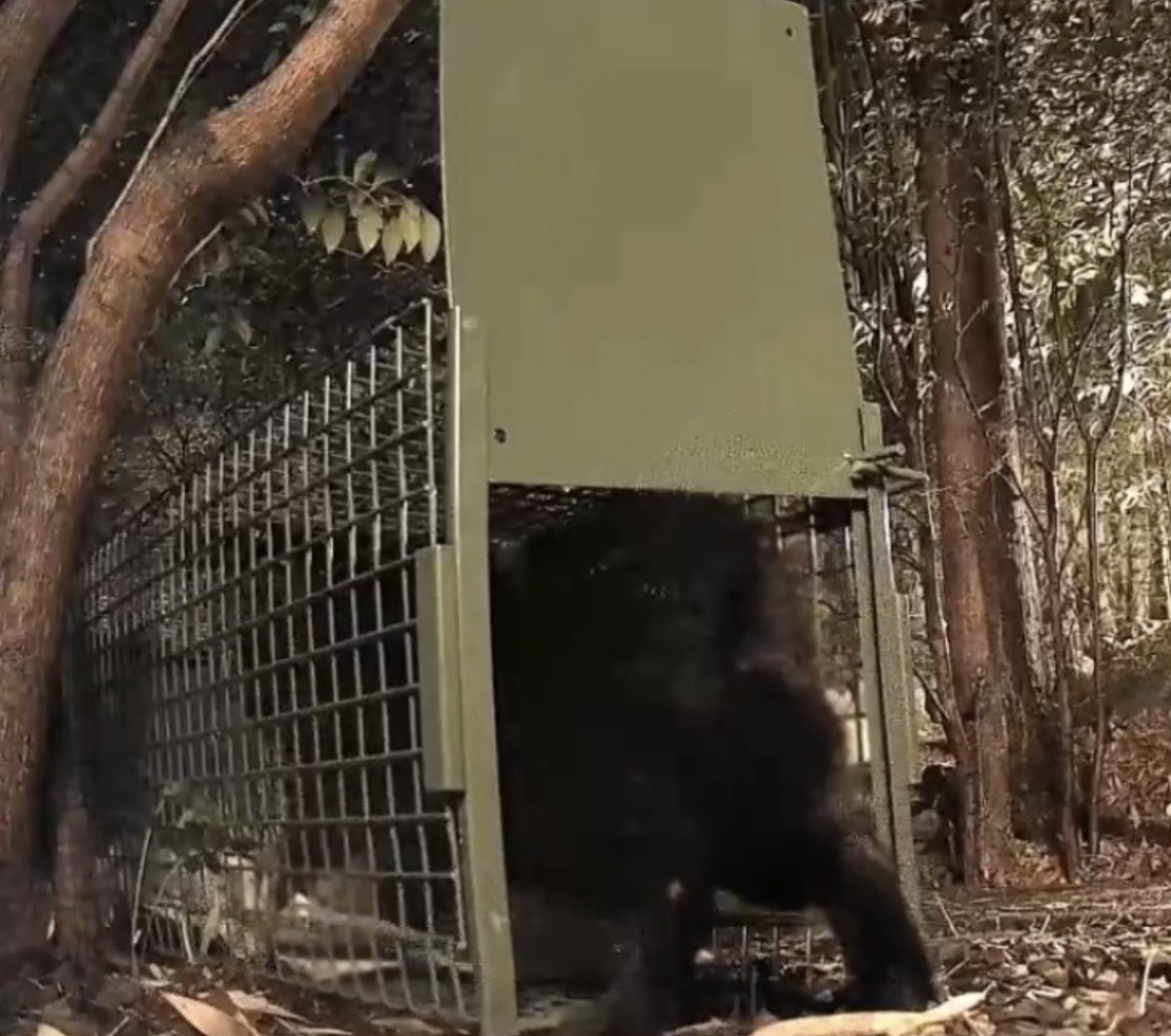 成猫用捕獲器で無傷保護された黒猫