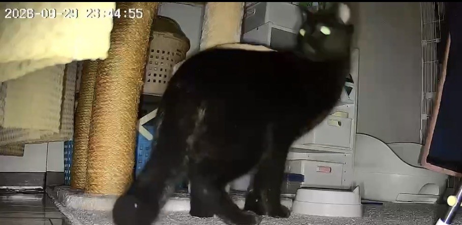 京都市西京区で設置したカメラに写った黒猫