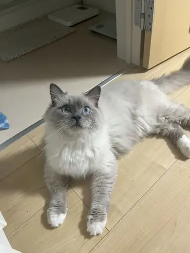 京都府京田辺市で保護されたラグドール猫