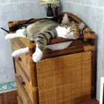 保護できた猫