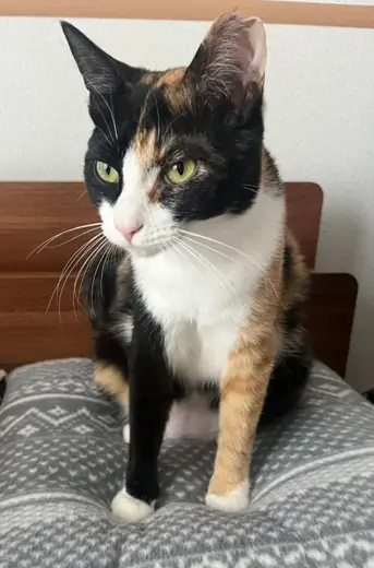 京都市伏見区で保護された三毛猫