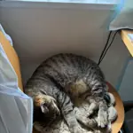 保護できた猫