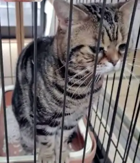 京都府宇治市で保護されたキジトラ猫