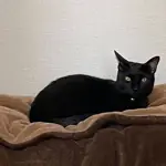 保護できた猫