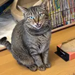 保護できた猫